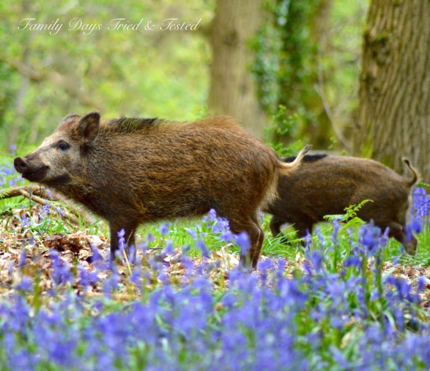 Bluebells & Boars in The Forest of Dean