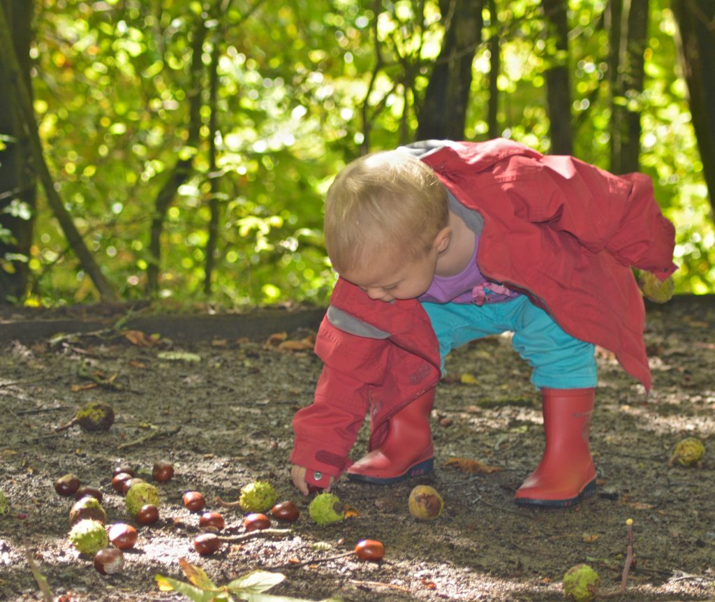 collecting conkers