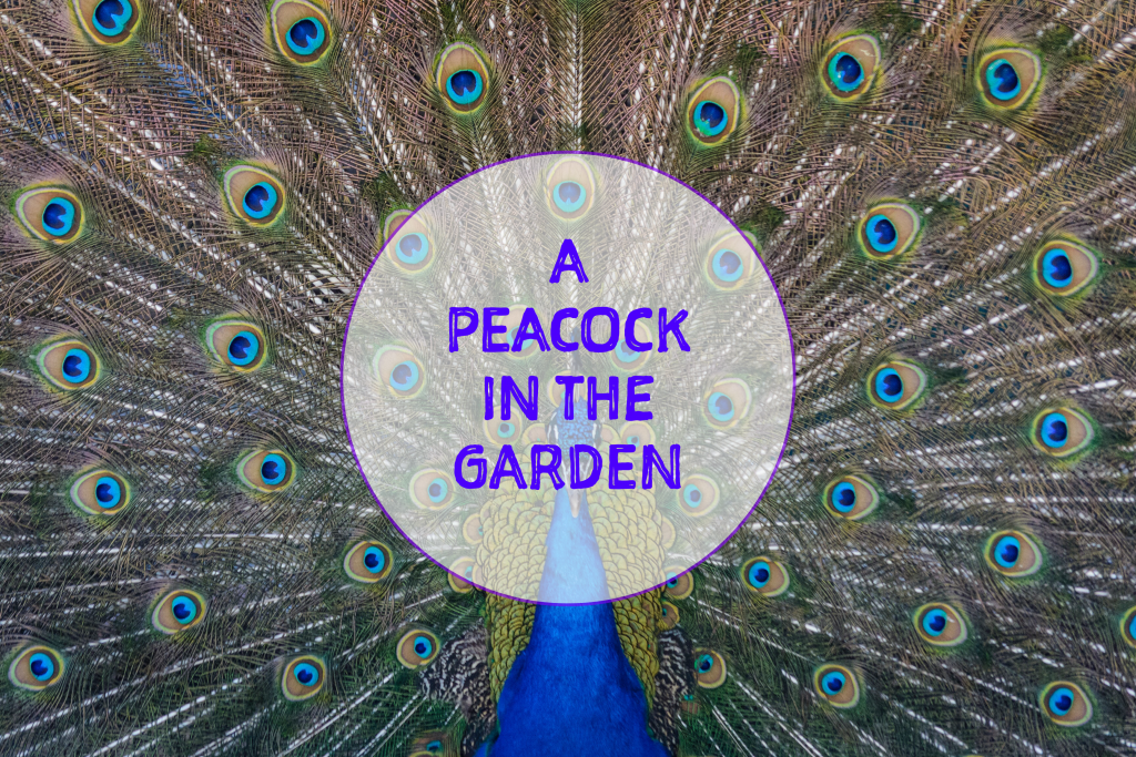 A Peacock In The Garden