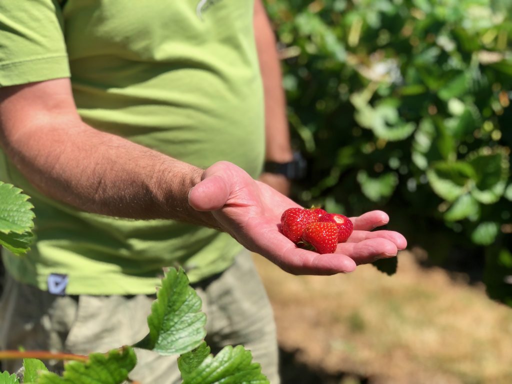 Over Farm strawberry field